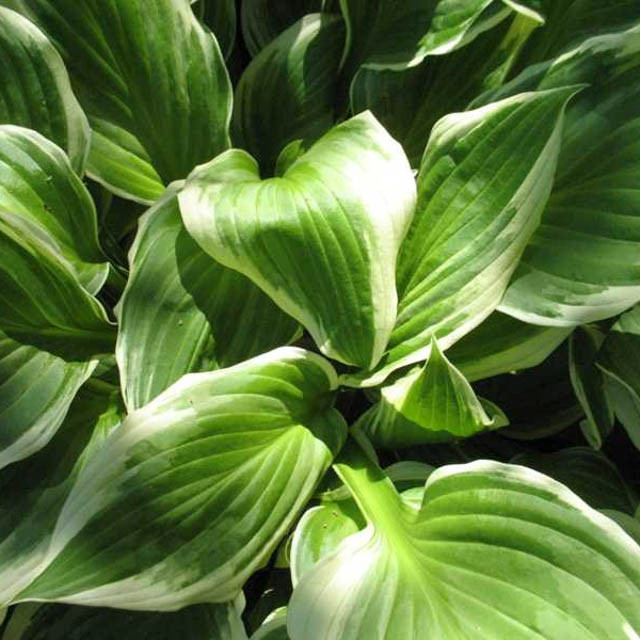 Hosta 'Undulata', Wavy Plantain Lily, Variegated Wavy Plantain Lily, Shade perennials, Plants for shade, Hosta Undulata var. Albomarginata, Hosta Undulata var. Erromena,Hosta Undulata var. Undulata, Hosta Undulata var. Univittata